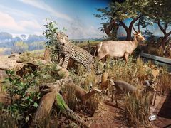 -陕西自然博物馆