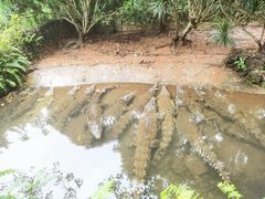 -海南热带野生动植物园