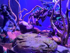 -上海海昌海洋公园