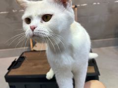 -Heymao猫咖.咖啡厅(东门店)