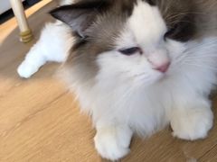 -猫腻·猫咖·撸猫馆(星光大道店)
