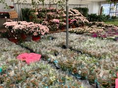 -龙大花卉苗木市场