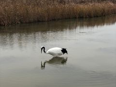 -盐城丹顶鹤湿地生态旅游区