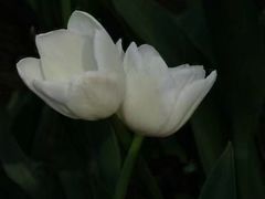 -黑龙江省森林植物园