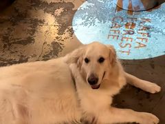 -咖法森林·咖啡  酒吧(天河店)