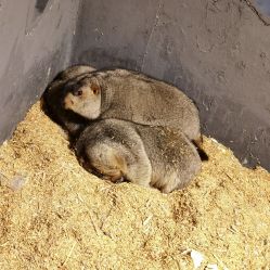 -酷嗒动物文化乐园(cutezoo西溪乐天城店)