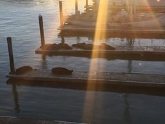 -Swiss Louis Italian & Seafood Restaurant