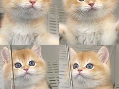 -lincat·猫舍(广州店)