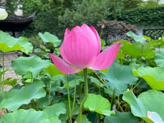 -上海醉白池公园