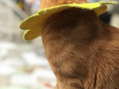 -喵屿·大理花园猫咖