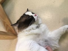 -猫在这儿猫咪咖啡馆·撸猫馆