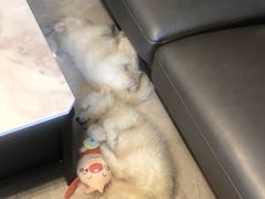 -pd派德宠物中心医院24H急重症·眼科中心·血液透析中心(嵩山北路店)