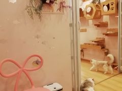 -猫咪派对(江南西店)