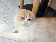 -喵园·猫主题咖啡厅·撸猫·猫咖(国贸店)