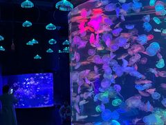 -合肥海洋世界
