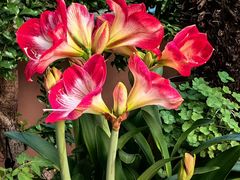 -亭亭鲜花店(中山北路店)