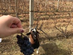 -安德鲁户外烧烤帐篷营地(马泉营店)