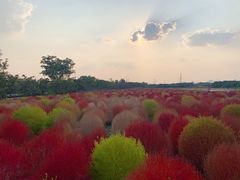 -映月湖中央公园