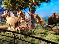 -国家自然博物馆