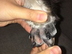 -1013 PET SHOP 宠物商店(近铁城市广场店)