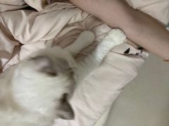 -御宝贝·A梦猫科宠物医院(国际猫友好医院)