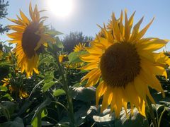 -长白岛森林公园