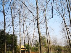 -溱湖国家湿地公园