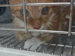 -宠颐生宠物医院·异宠猫科内科·诊疗中心宠巢店