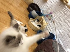 -momokira米努特·德文卷毛猫·棉花面纱犬