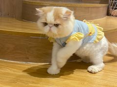 -啵啵喵·猫咖(攀华国际店)