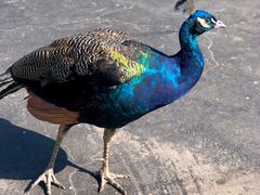 -西霞口神雕山野生动物世界