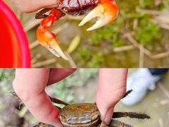 -上海吴淞炮台湾国家湿地公园