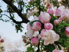 -海棠花溪(元大都城垣遗址公园)