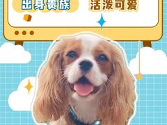 -萌宠之家·腊肠犬·马尔泰·小体犬舍