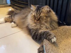 -平行世界·猫咖(首经贸店)