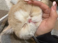 -滚猫咖啡·猫咖·猫友好撸猫(未来城店)