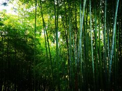 -重庆雨台山风景区