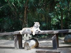 -广州长隆野生动物世界