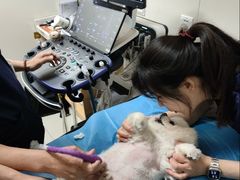 -美联众合动物医院·24h京西诊疗中心