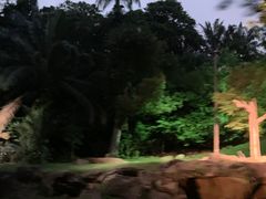 -夜间野生动物园