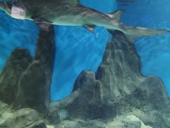 -秦皇岛新澳海底世界