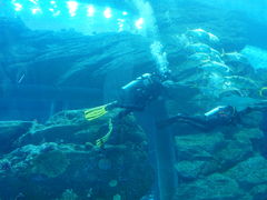 -迪拜水族馆及水下动物园