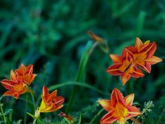 -国家植物园南园