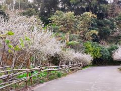 -广州市流溪河国家森林公园