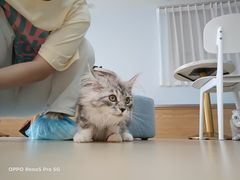 -喵宠乐园·撸猫互动·猫舍