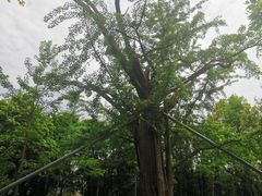 -上海佘山国家森林公园天马山园