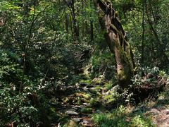 -素山寺森林公园