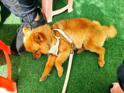 -萌宠亲子动物乐园(槐房万达店)