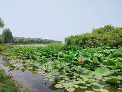 -丁香湖公园