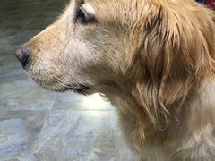 -暖阳宠物医院·犬猫康复中心·骨科